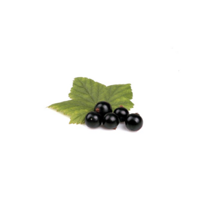 Johannisbeeren schwarz 500g x 10