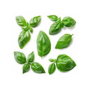 Basilikum Bund 1kg